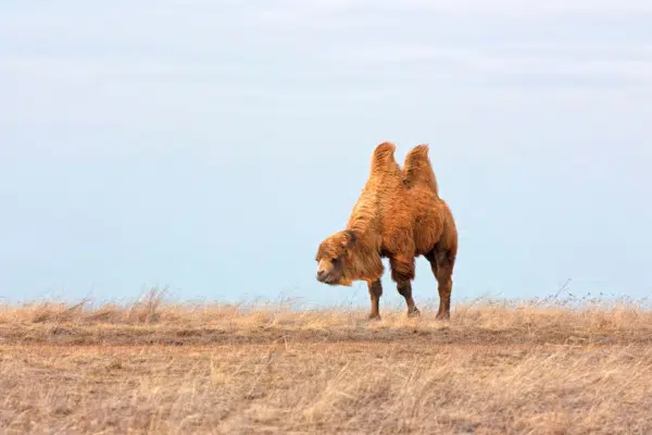Wild Bactrian Camel: Is This Animal Endangered?