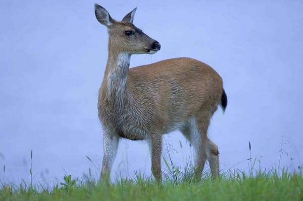 black-tailed deer