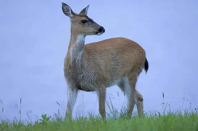 10 Different Types of Deer Around the World 7 black-tailed deer