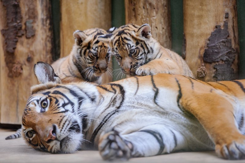 Malayan Tiger with her cubs