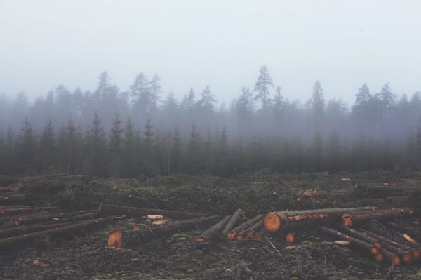 deforestation