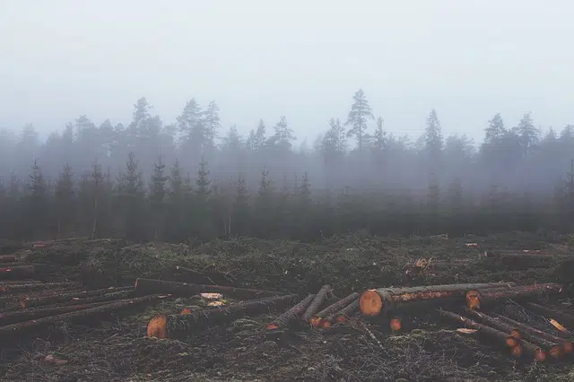 Why Should We Care About Climate Change? 3 deforestation