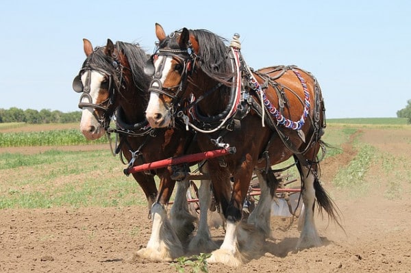 11 Horse Breeds: Different Types of Horses 8 types of horses: draft horse