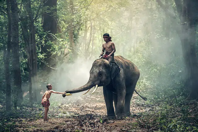 Humans and an elephant Top environmental organizations in India