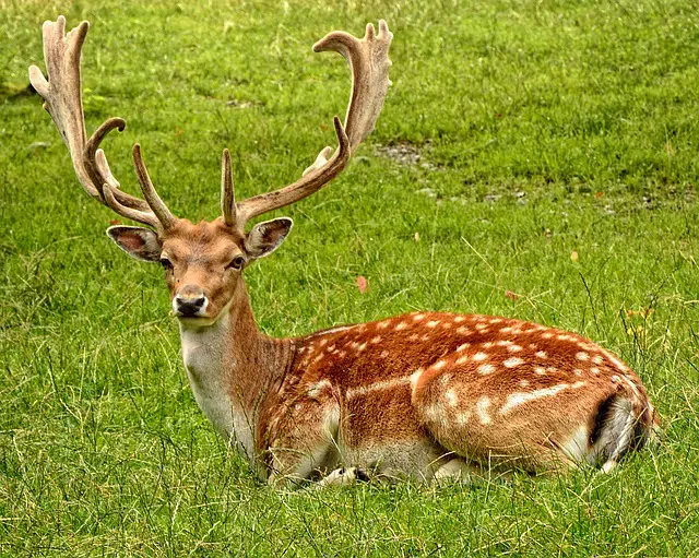 types of deer: fallow deer