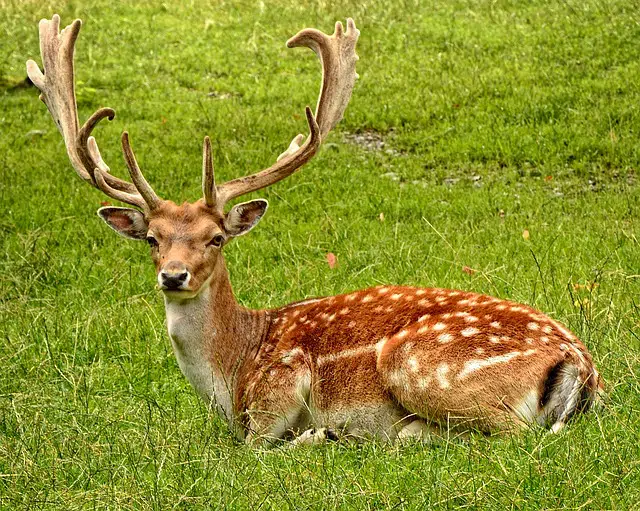 10 Different Types of Deer Around the World 8 types of deer: fallow deer
