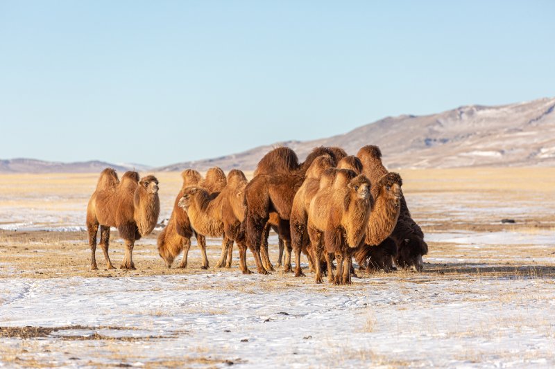 group of Bactrian camels standing while, few camels grazing 