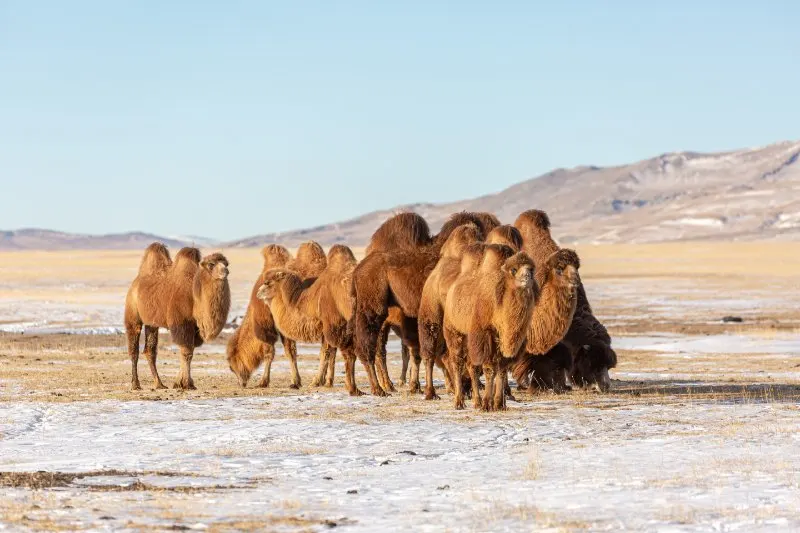 Wild Bactrian Camel: Is This Animal Endangered? 10 group of Bactrian camels standing while, few camels grazing