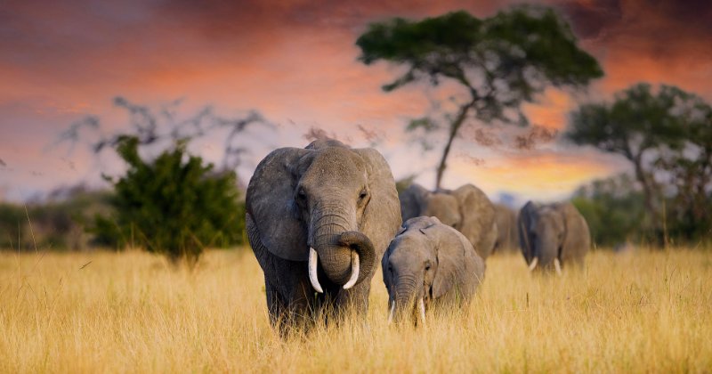 A herd of African elephants walking towards the camera