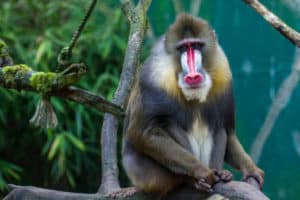 12 Types of Monkeys from Around the World 7 Mandrill