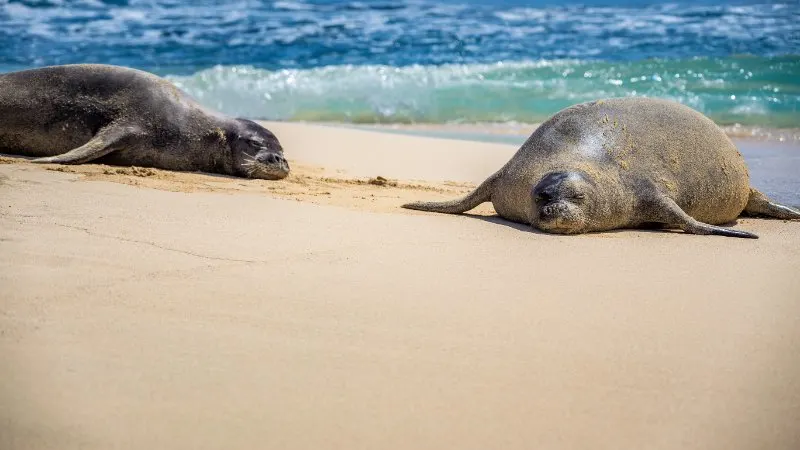 monk seal resting on the island