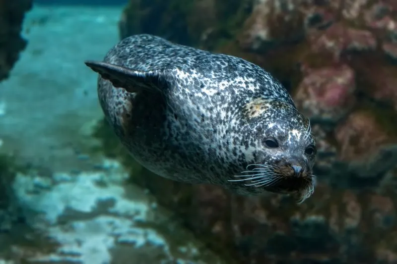 monk seal swimming 