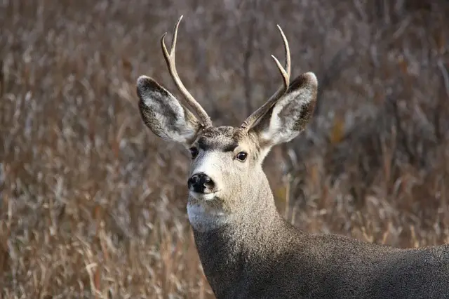10 Different Types of Deer Around the World 2 Mule Deer