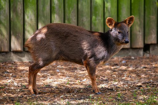 types of deer: northern pudu