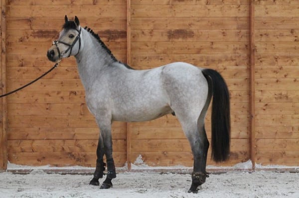 11 Horse Breeds: Different Types of Horses 7 pony horse