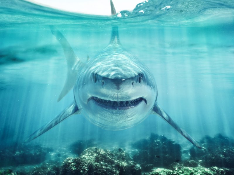 great white shark swimming in the ocean