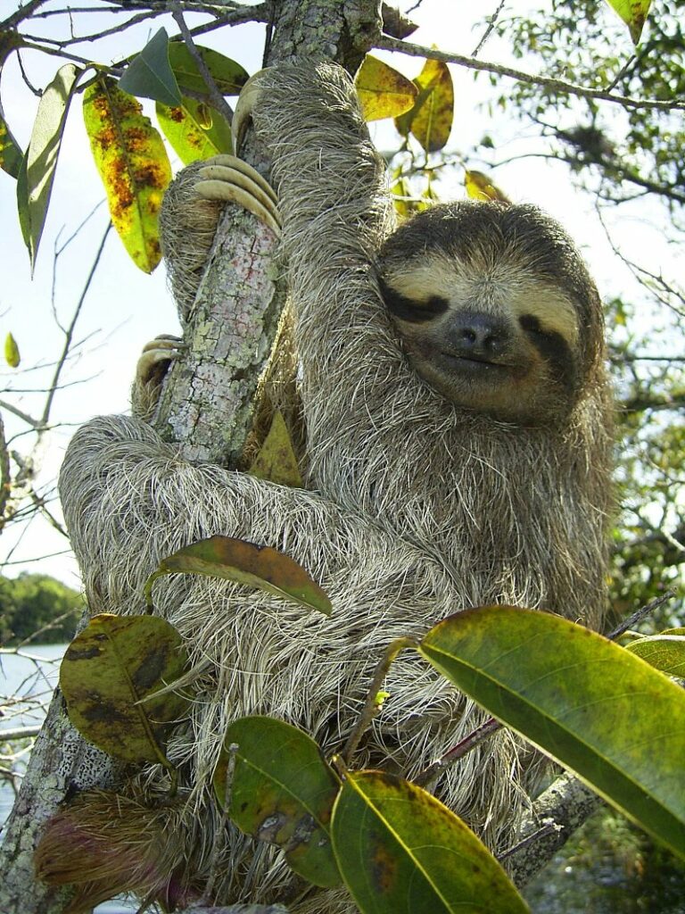 Pygmy Three-Toed Sloth holding a branch looking towards camera