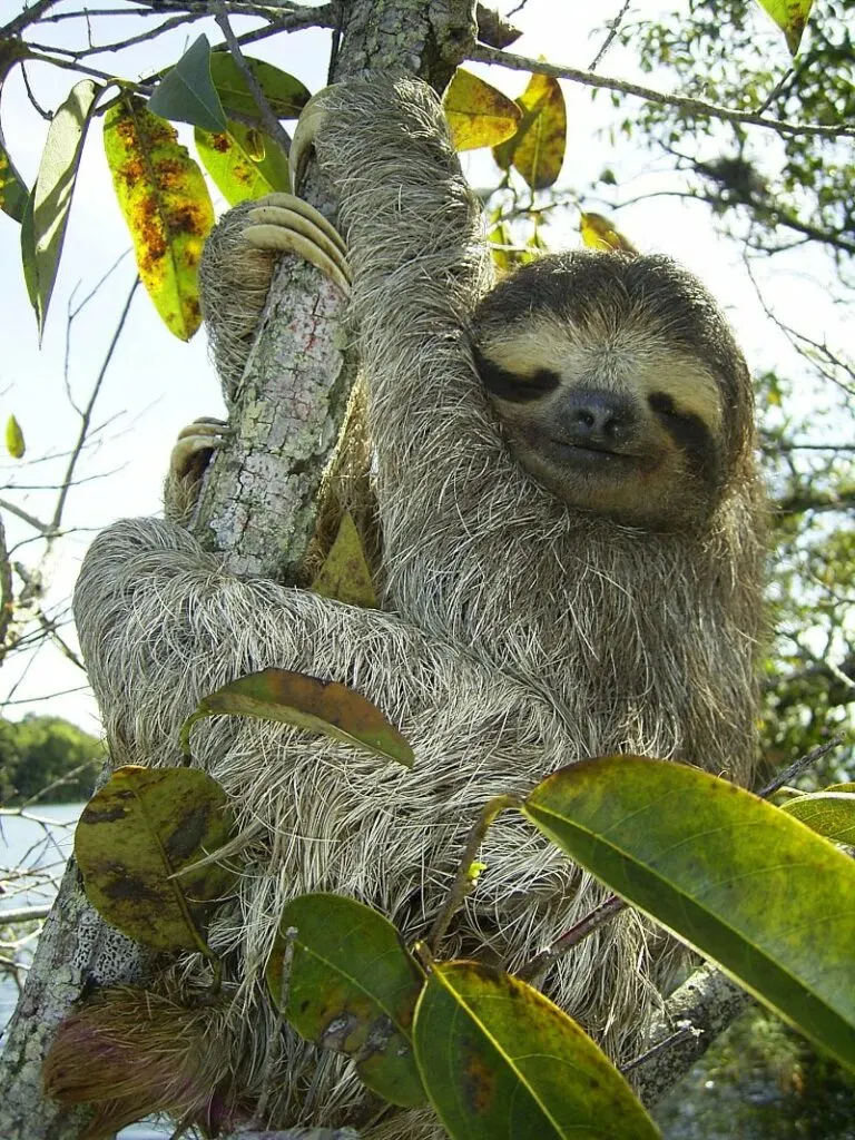 Pygmy Three-Toed Sloth 3 Pygmy Three-Toed Sloth holding a branch looking towards camera