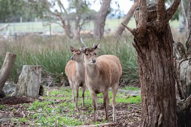 10 Different Types of Deer Around the World 10 Sambar Deer
