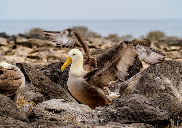 Amsterdam Albatross: Why is it Endangered?
