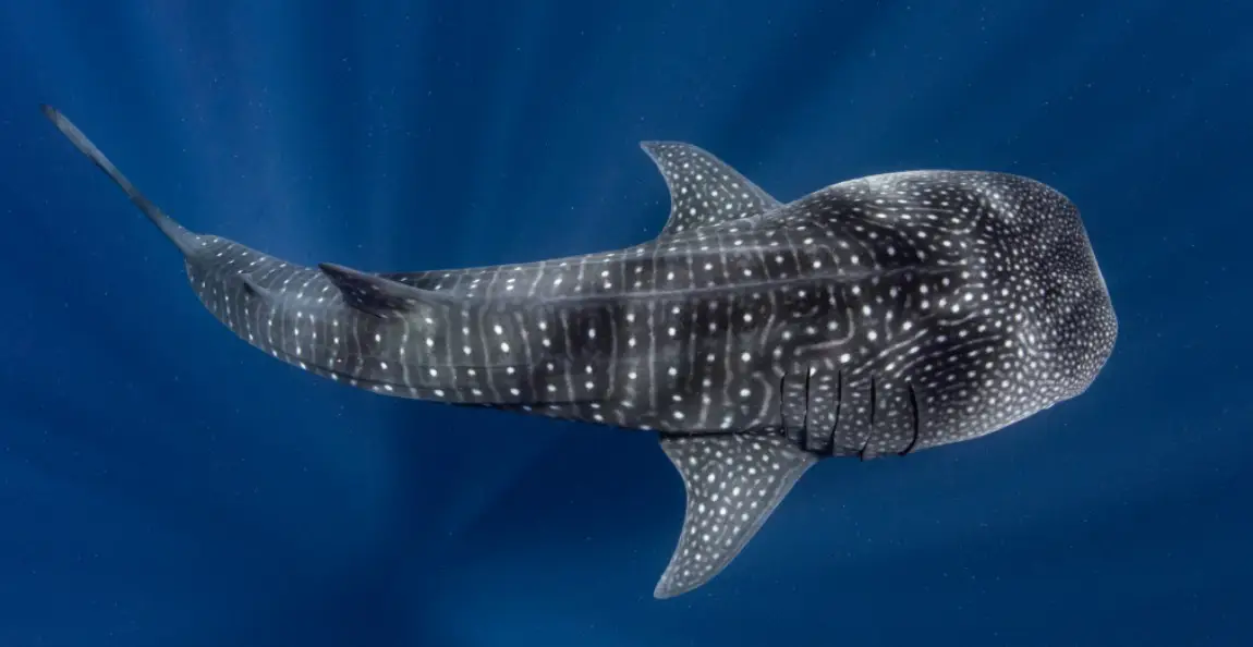 whale shark in the ocean