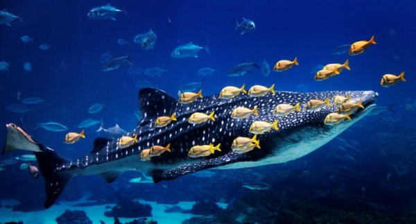 whale shark with small fishes