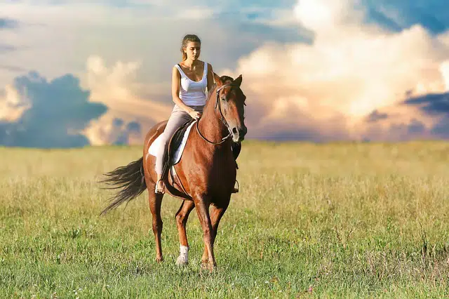 11 Horse Breeds: Different Types of Horses 1 woman riding a horse
