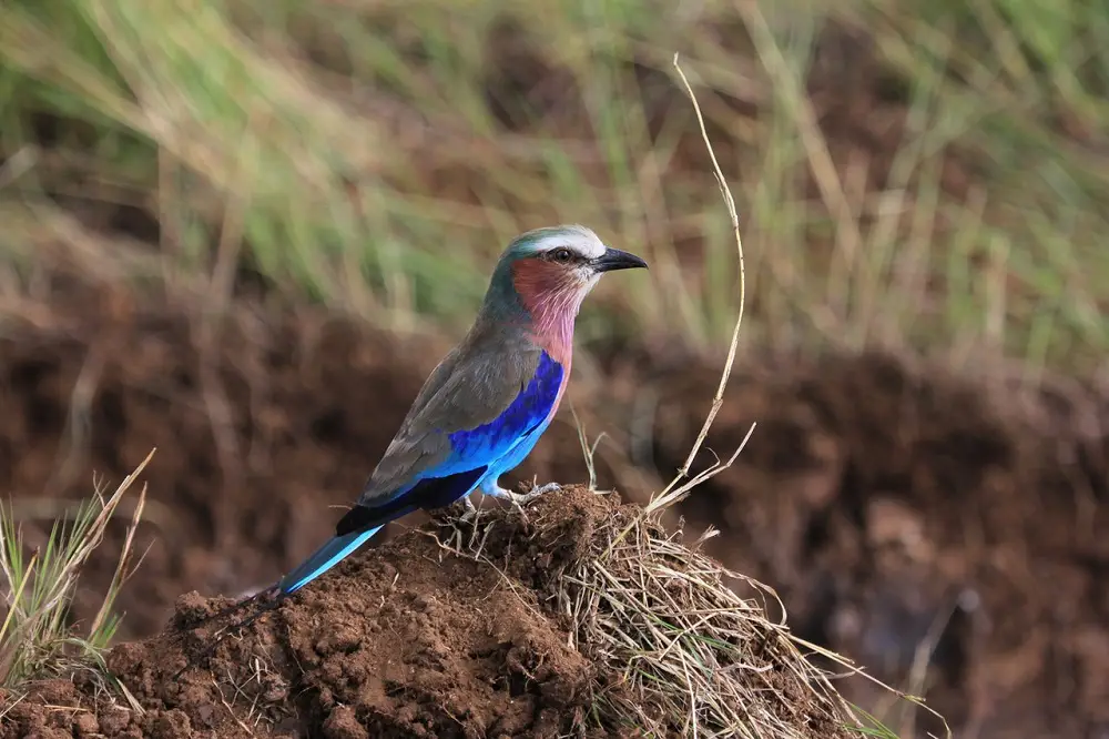 A small bird A small bird