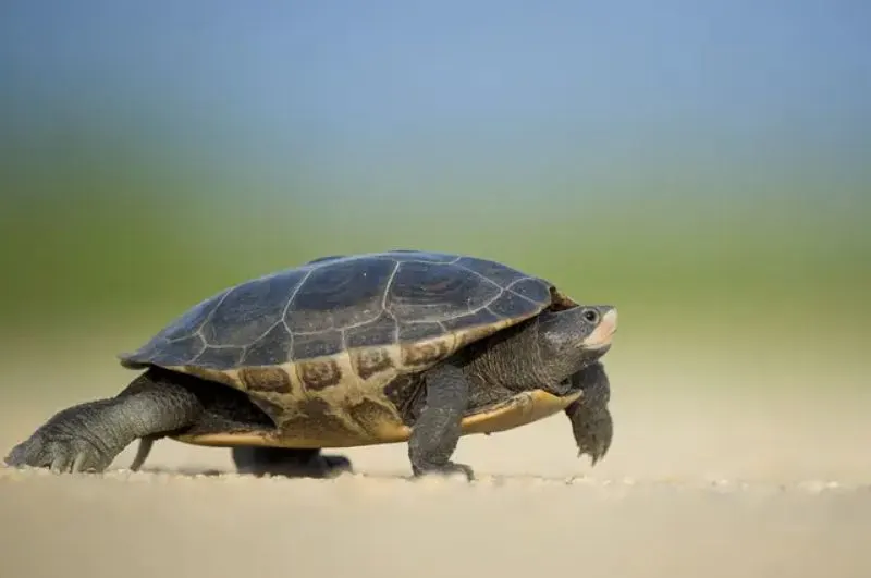 10 Different Types of Turtles Around the World 9 African Sideneck Turtle