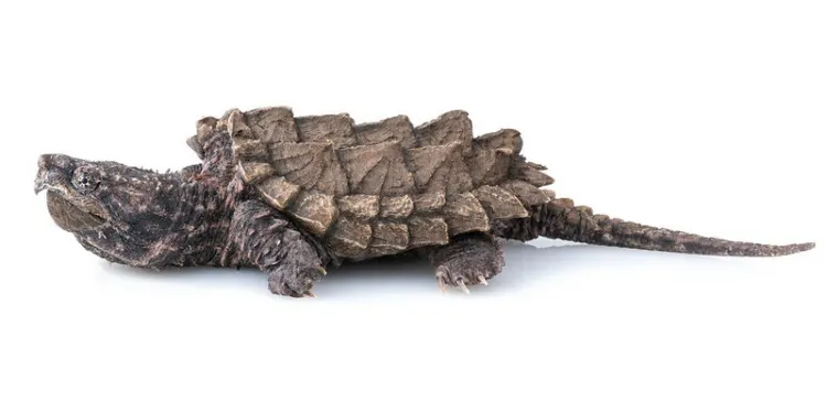 Alligator Snapping Turtle