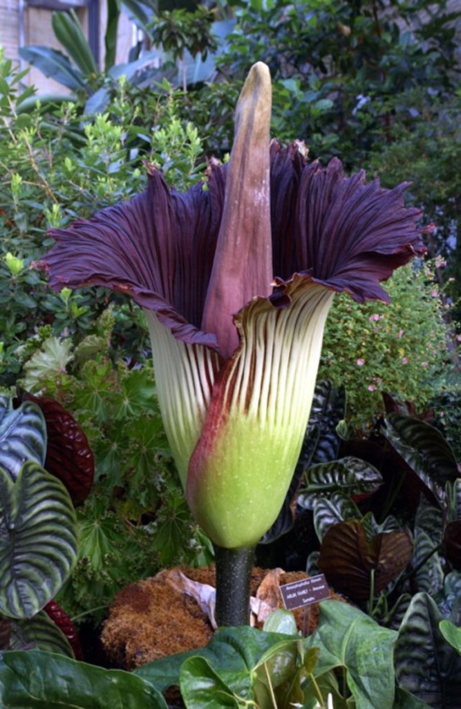 21 Top Most Endangered Plants Around the World 21 Top Most Endangered Plants Around the World