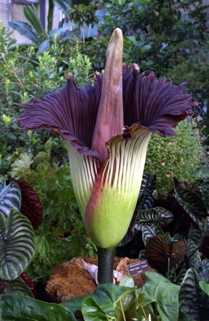 Amorphophallus Titanum-