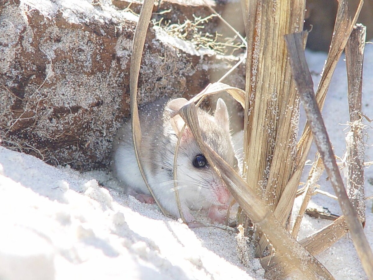 33 Most Threatened and Endangered Species in Florida 14 Endangered Anastasia Island Beach Mouse