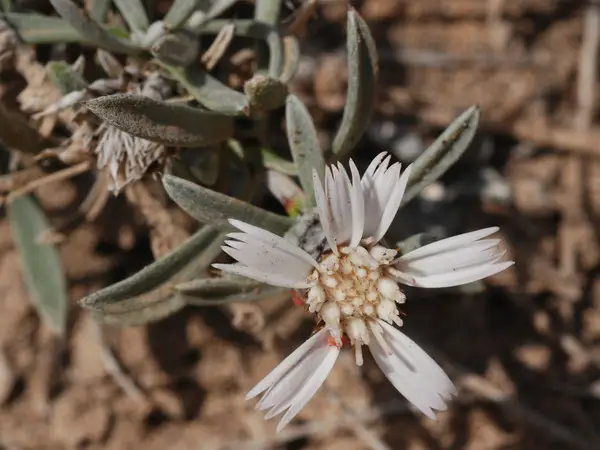 21 Top Most Endangered Plants Around the World 3 Attraylis Preauxiana
