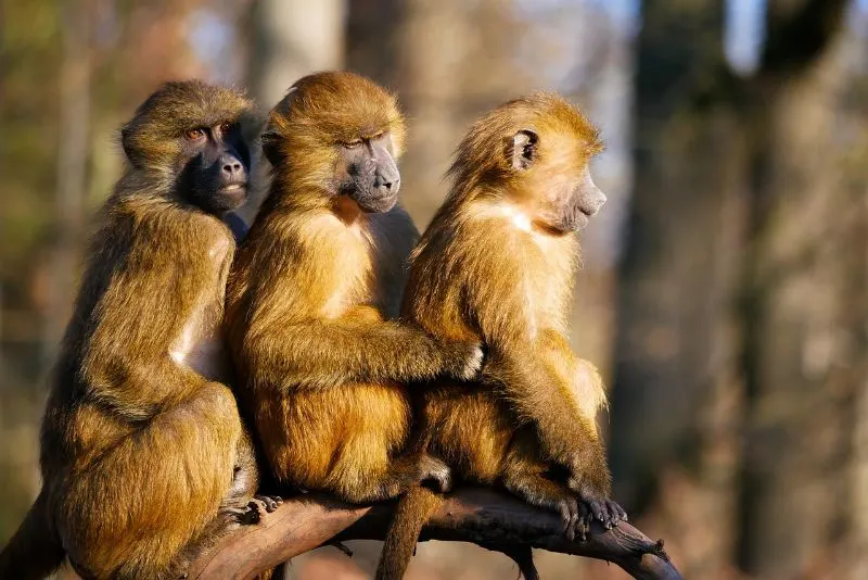 13 Types of Monkeys from Around the World 3 Baboons