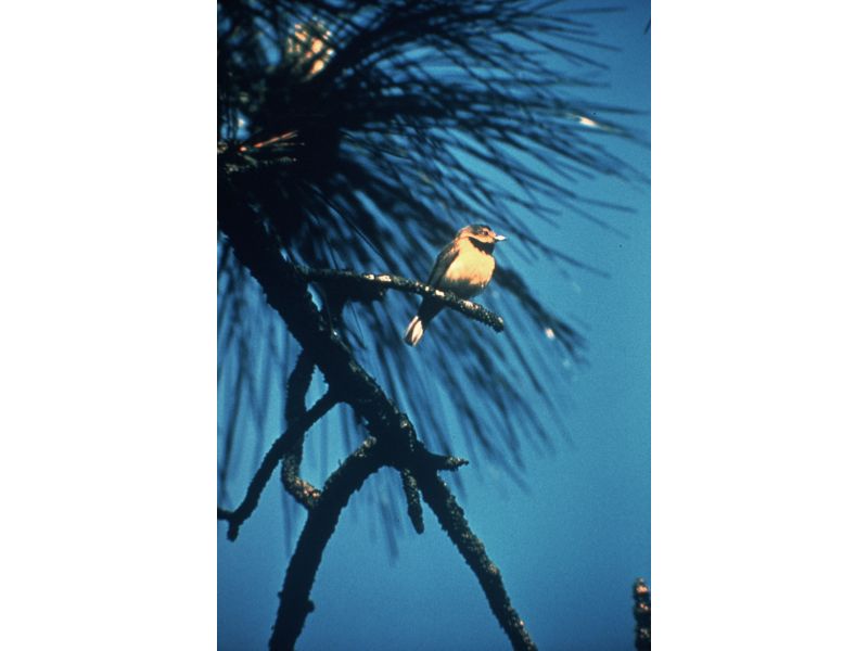 33 Most Threatened and Endangered Species in Florida 31 Endangered Bachman's Warbler