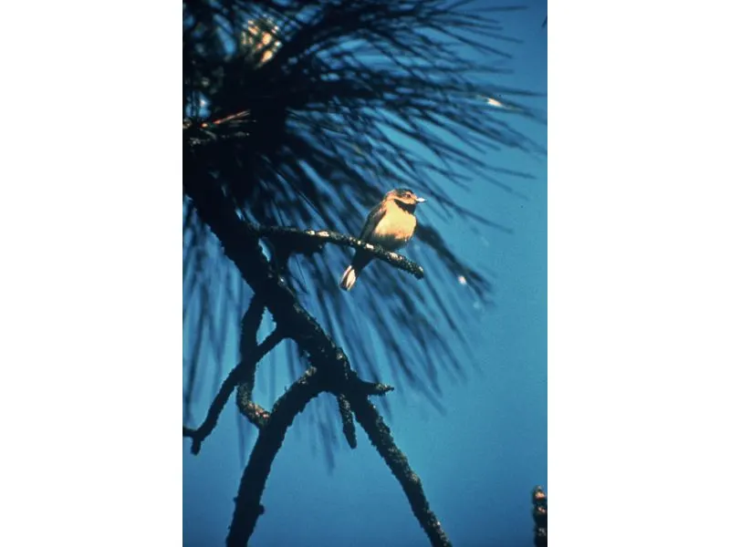 33 Most Threatened and Endangered Species in Florida 31 Endangered Bachman's Warbler