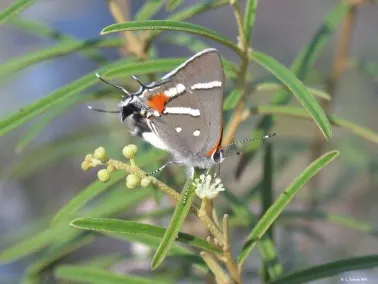 Endangered Bartram's Hairstreak Butterfly