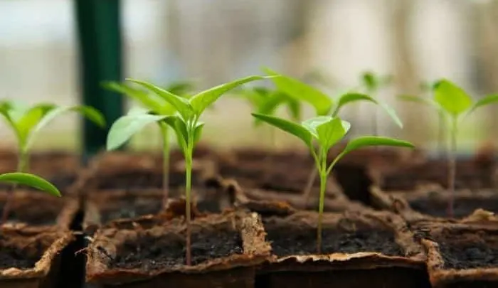 greenhouse accessories