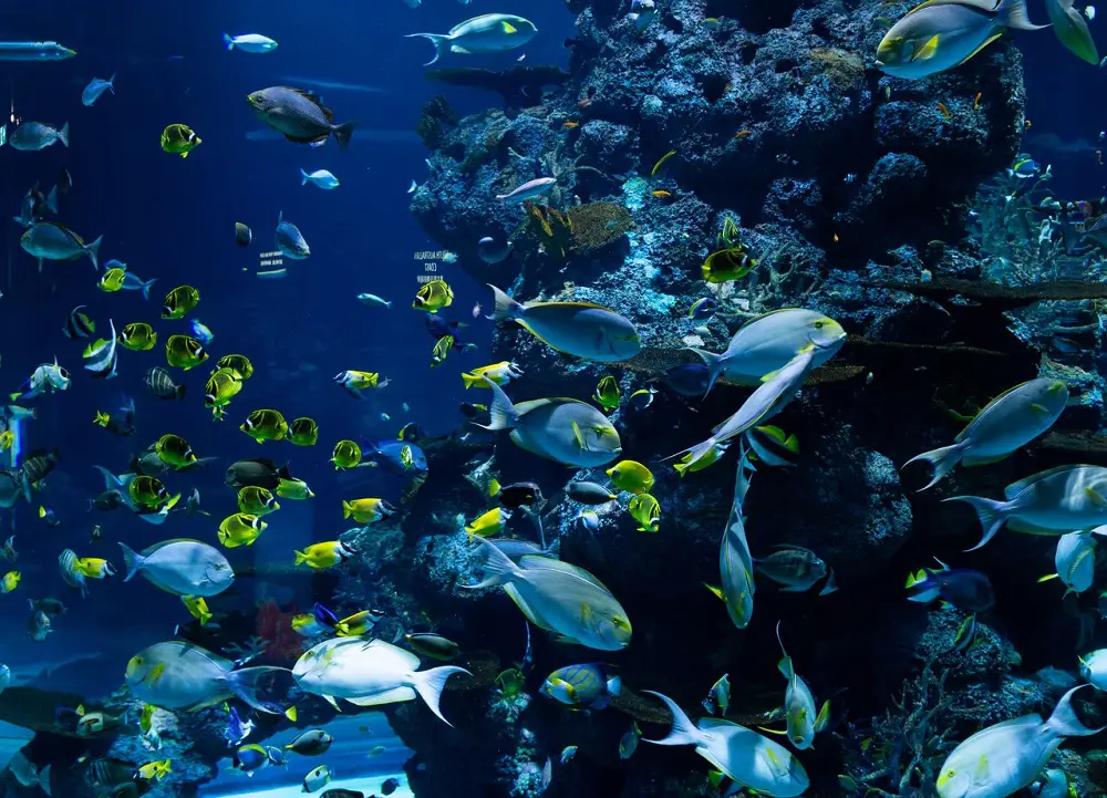 7 Reasons Why is Biodiversity Important to Ecosystems 2 Why is Biodiversity Important To Ecosystems