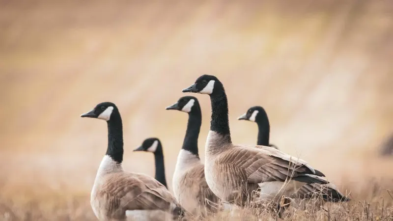 Group of Canadian geese in a field