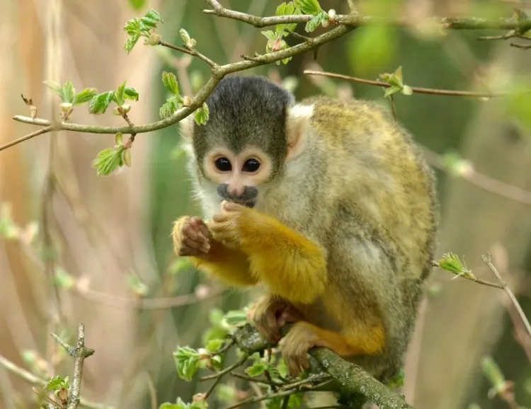 Capuchin monkey on a tree