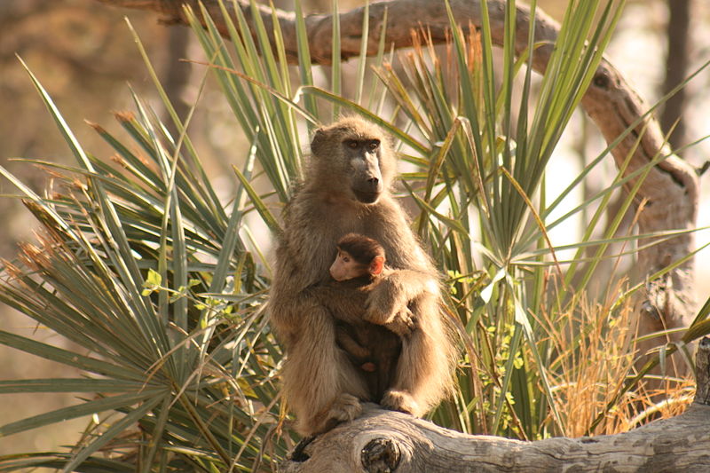 Chacma baboon with its young