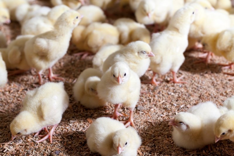 chicken chicks at a poultry farm