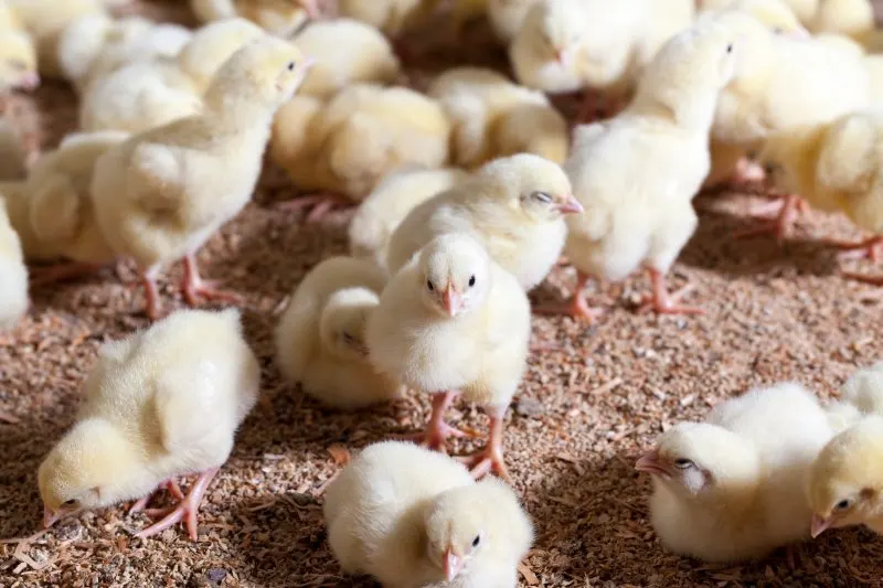 chicken chicks at a poultry farm