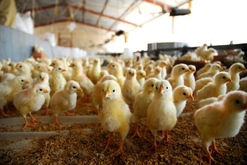 10 Important Pros and Cons of Culling Animals 8 bunch of chick facing camera