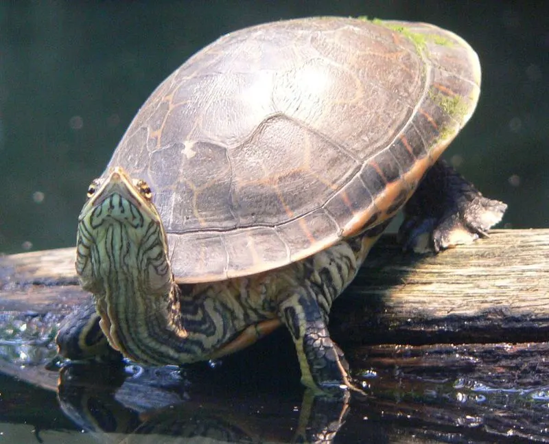 31 Different Types of Turtles Around the World 12 Chicken Turtle