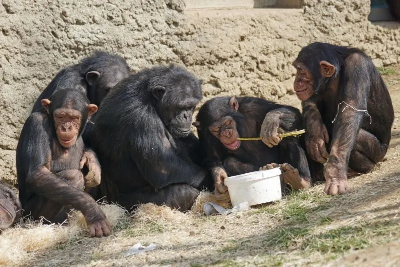 13 Types of Monkeys from Around the World 24 Chimpanzees