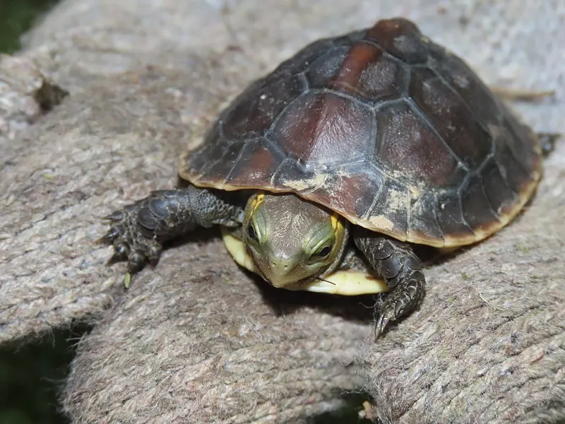 Chinese Box Turtle