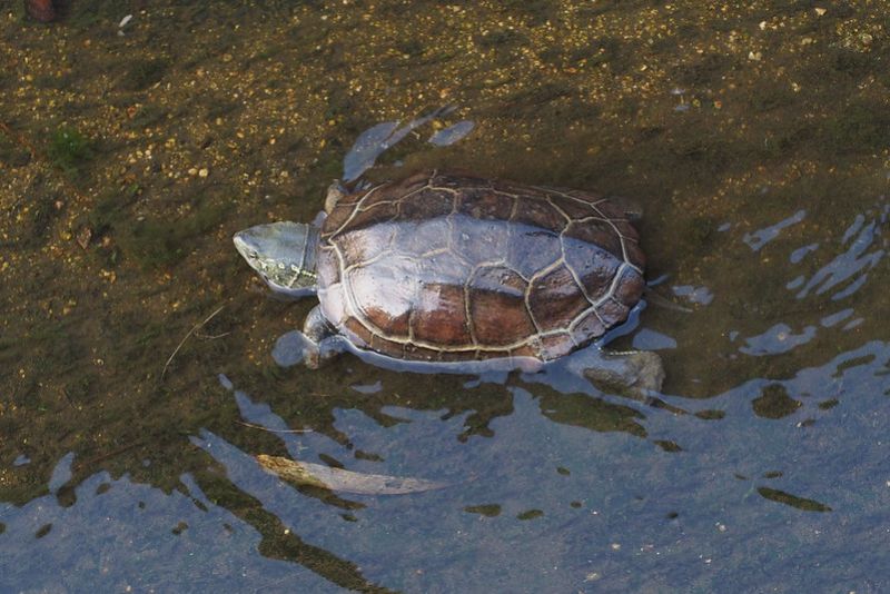 Chinese Pond Turtle